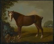 unknow artist Portrait of a Horse Spain oil painting artist